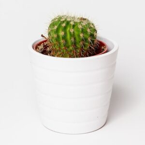 WILD CACTUS