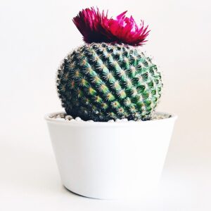 CACTUSLIA