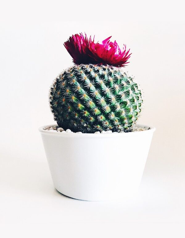 CACTUSLIA